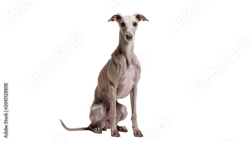 Photos Isolated charming Italian Greyhound dog sitting calmly looking at camera with al