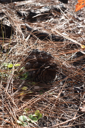 Typical pine cone laying on the forest floor.
