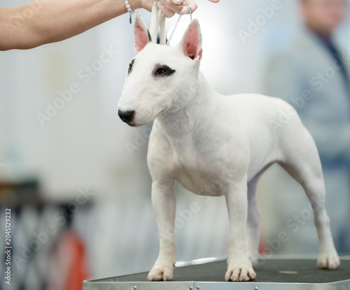 Foto Miniature bull terrier standing on a table during a show