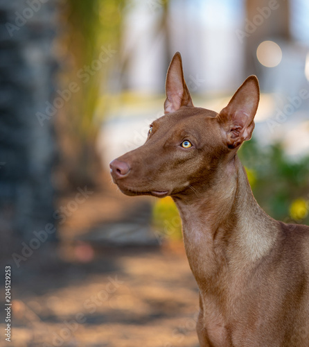 Natural portrait of a Pharaoh hound dog in nature