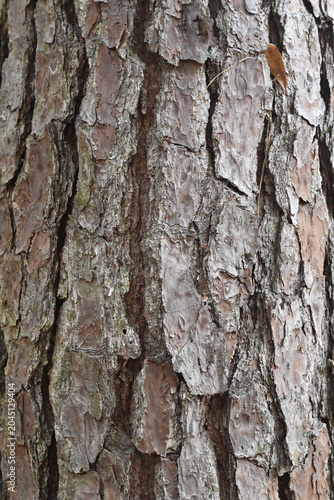 bark of a tree