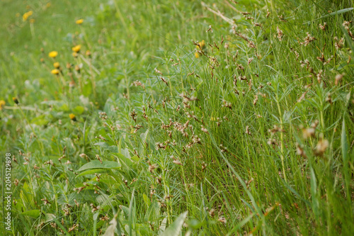 Soft Focus Green Meadow Grass with Wild Plants and Seed Heads