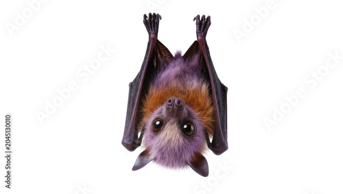 Foto Isolated adorable fruit bat hanging upside down, displaying its full body and soft fur