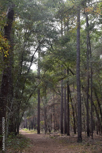path in the woods winding thru the tall trees