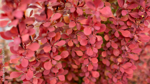 Spring in the home garden