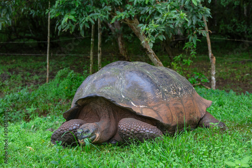 Santa Cruz Island, Galapagos Islands, Ecuador - May 21, 2026: Galapagos giant tortoise in Santa Cruz Island, Galapagos Islands, Ecuador.