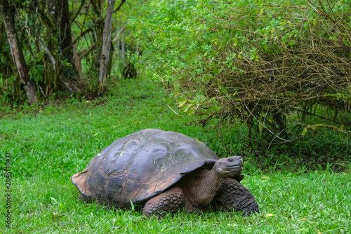 Santa Cruz Island, Galapagos Islands, Ecuador - May 21, 2026: Galapagos giant tortoise in Santa Cruz Island, Galapagos Islands, Ecuador.