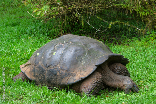 Santa Cruz Island, Galapagos Islands, Ecuador - May 21, 2026: Galapagos giant tortoise in Santa Cruz Island, Galapagos Islands, Ecuador.