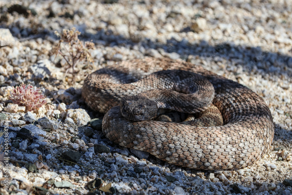 Obraz premium Southern Pacific Rattlesnake Coiled on Desert Ground at Lost Palms Oasis Trail in Joshua Tree National Park