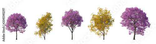 Photography handroanthus ochraceus and handroanthus impetiginosus (golden trumpet tree, pink