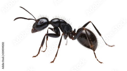 Foto Isolated black ant in profile, large, shiny insect with segmented body and long antennae