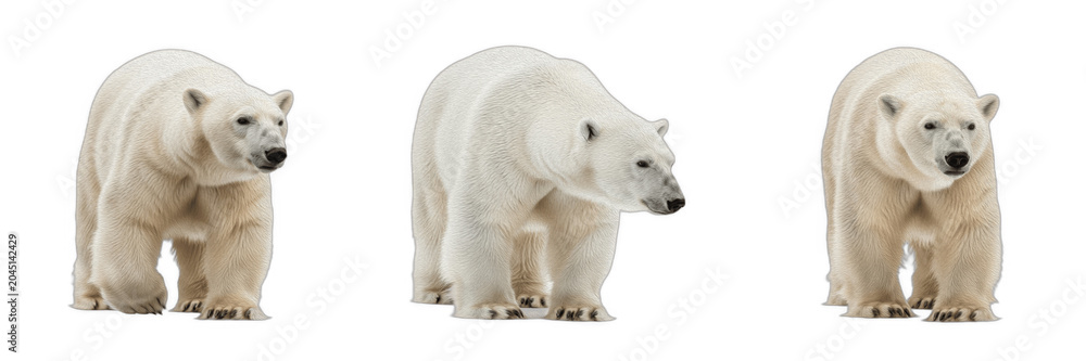 Fototapeta premium Polar Bear Set, Majestic White Arctic Bears in Various Standing Poses, Isolated on White Background, Realistic Wildlife PNG Assets for Nature Design, Climate Change Concepts, and Educational Projects