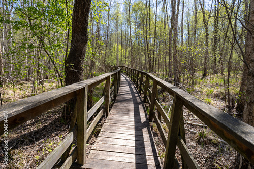 A s[ring walk along the forest trail