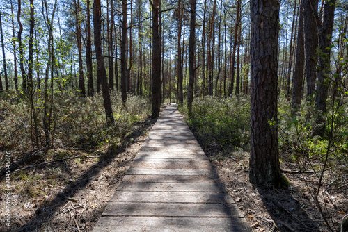 A s[ring walk along the forest trail