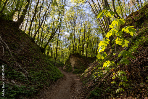 A s[ring walk along the forest trail