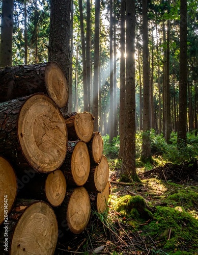 Sunlit Pine Logs Stacked in Dense Forest with Morning Rays