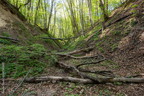 A s[ring walk along the forest trail