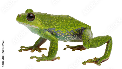 Bild auf Leinwand Isolated vibrant green tree frog with large brown eyes, detailed textured skin,