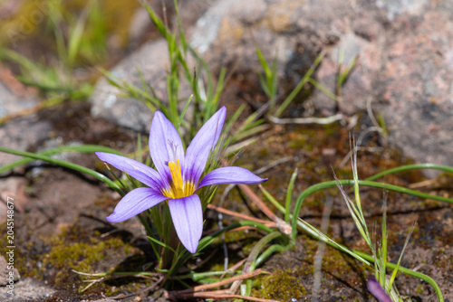 Bild auf Leinwand Close up of a sand crocus (romulea columnae) flower in bloom