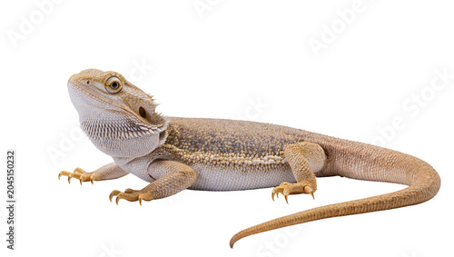 Obraz na plátně Isolated full body bearded dragon pet lizard with detailed scales and natural sk