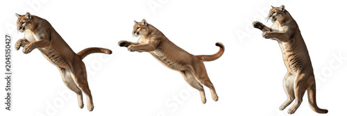 Tableau sur toile Set of Three Jumping Mountain Lion Figures in Dynamic Poses, Powerful Cougar Lea