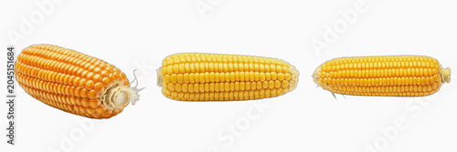 Fotografie Set of Three Fresh Yellow Corn Cobs Isolated on White Background, Raw Sweet Corn