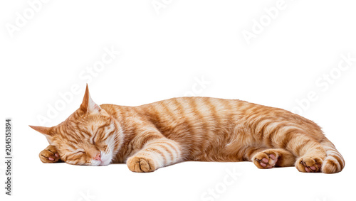 Foto Isolated adorable ginger cat sleeping soundly, a cute domestic pet with striking
