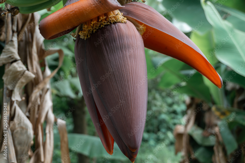 Ταπετσαρία Closeup of a large, reddish-purple banana heart (inflorescence) hanging from a tree