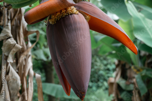 Photos Closeup of a large, reddish-purple banana heart (inflorescence) hanging from a tree