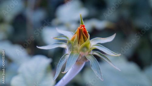 Quadro em tela A close-up shot of a zinnia flower bud beginning to open, revealing vibrant orange petals enclosed by star-like green bracts against a blurred background