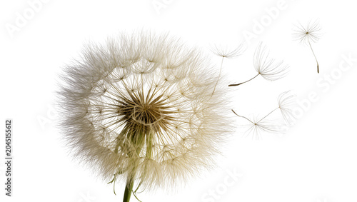Schilderij op canvas Isolated delicate dandelion clock with fluffy seeds dispersing in light wind
