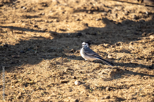 Bild auf Leinwand White wagtail (Motacilla alba) in the Sahara Desert near Merzouga, Morocco