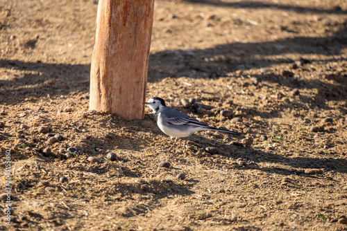 Foto White wagtail (Motacilla alba) in the Sahara Desert near Merzouga, Morocco