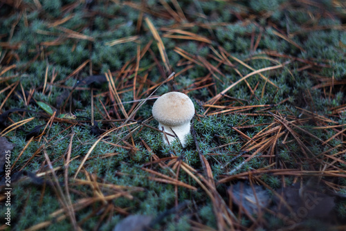 Quadro su tela Lycoperdon perlatum common puffball mushroom with small round beige cap