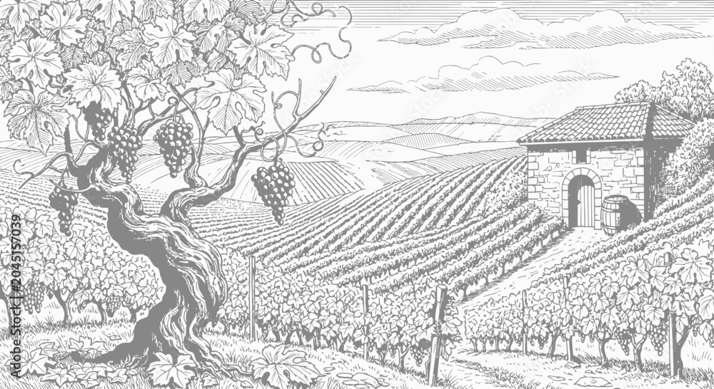 Obraz premium Old Vineyard Landscape Sketch with Stone Winery
