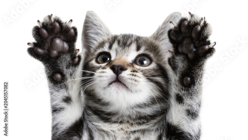 Obraz na plátně Isolated cute tabby kitten reaching up with sharp claws, adorable playful pet cl