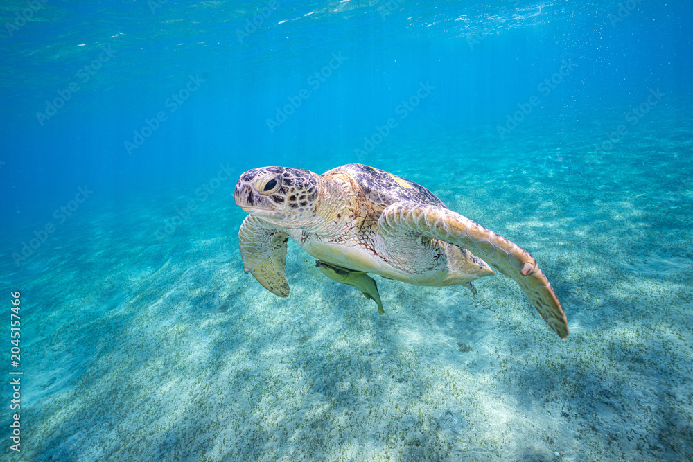 Fototapeta premium green sea turtle
