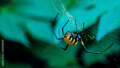 Foto Closeup of a Golden Silk Orb-Weaver (Trichonephila) displaying a prominent yellow and black patterned abdomen and elongated dark legs, suspended within its characteristic golden silk web