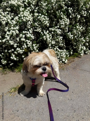 Shih Tzu dog a little irritated and confused standing near bush with white flowers