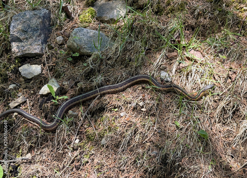 une couleuvre rayée, Québec, Canada