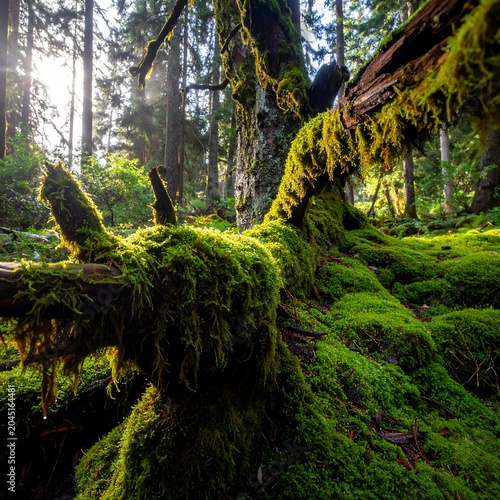 Lush Moss Covered Fallen Tree Resting in Sunlit Dense Forest