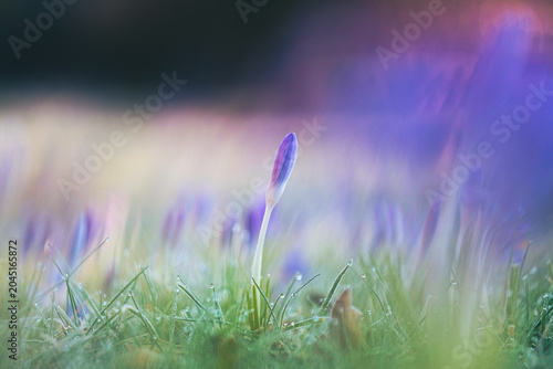 Tableau sur toile A solitary purple crocus bud emerges from a bed of dewy green grass with scattered fallen leaves