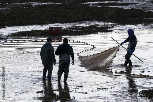 Pond fishing in the Dombes region in France