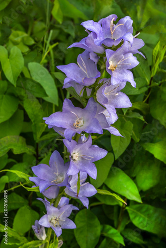 bellflowers Purple Flowers Growing in a Green Garden Field