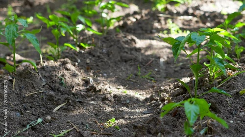 agriculture field sprinkling system at field