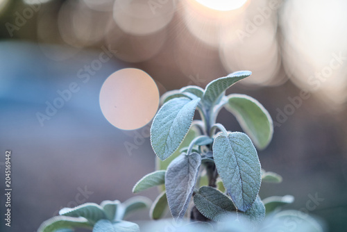 Quadro em tela Close-up of frosted sage leaves in cool morning light with dewy textures and soft silver-green foliage