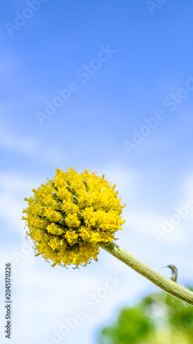クラスペディアの花のアップ
