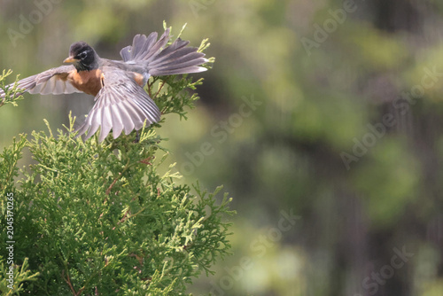 Robin taking off from cedar tree tangled in branches