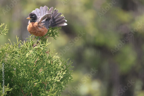 Robin taking off from cedar tree tangled in branches