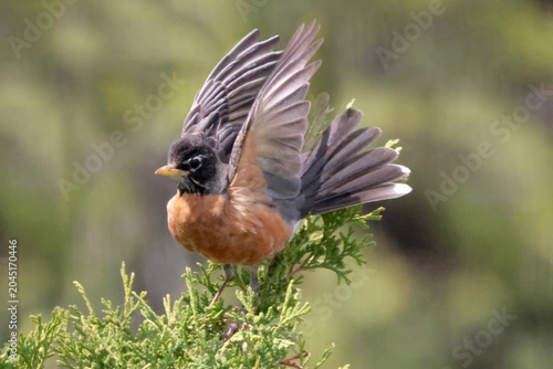 Robin taking off from cedar tree tangled in branches